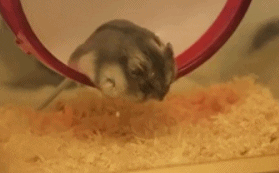 Hamster falling asleep