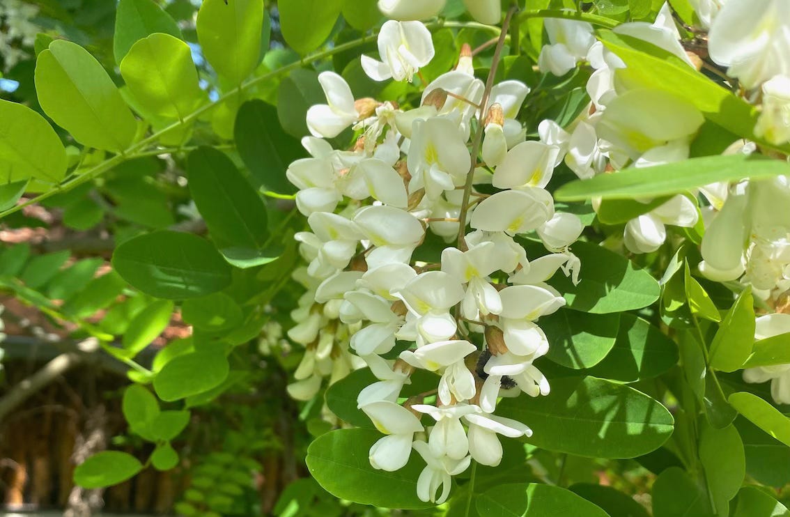 Fleur de Robinia pseudoacacia, le Robinier faux-acacia, le Robinier, l'Acacia, le Faux-acacia ou le Carouge.