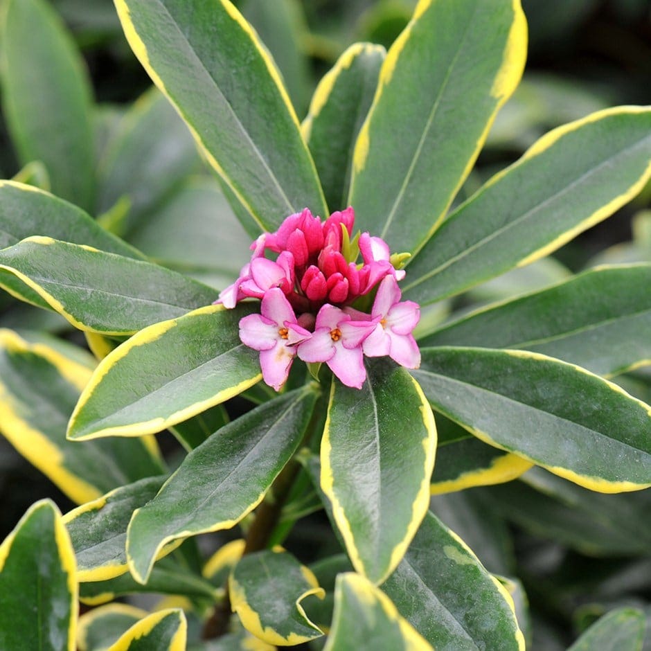 <i>Daphne odora</i> 'Aureomarginata' <i>Daphne odora</i> 'Aureomarginata' <i>Daphne odora</i> 'Aureomarginata' <i>Daphne odora</i> 'Aureomarginata' <i>Daphne odora</i> 'Aureomarginata' <i>Daphne odora</i> 'Aureomarginata' <i>DapDaphne odora 'Aureomarginata'