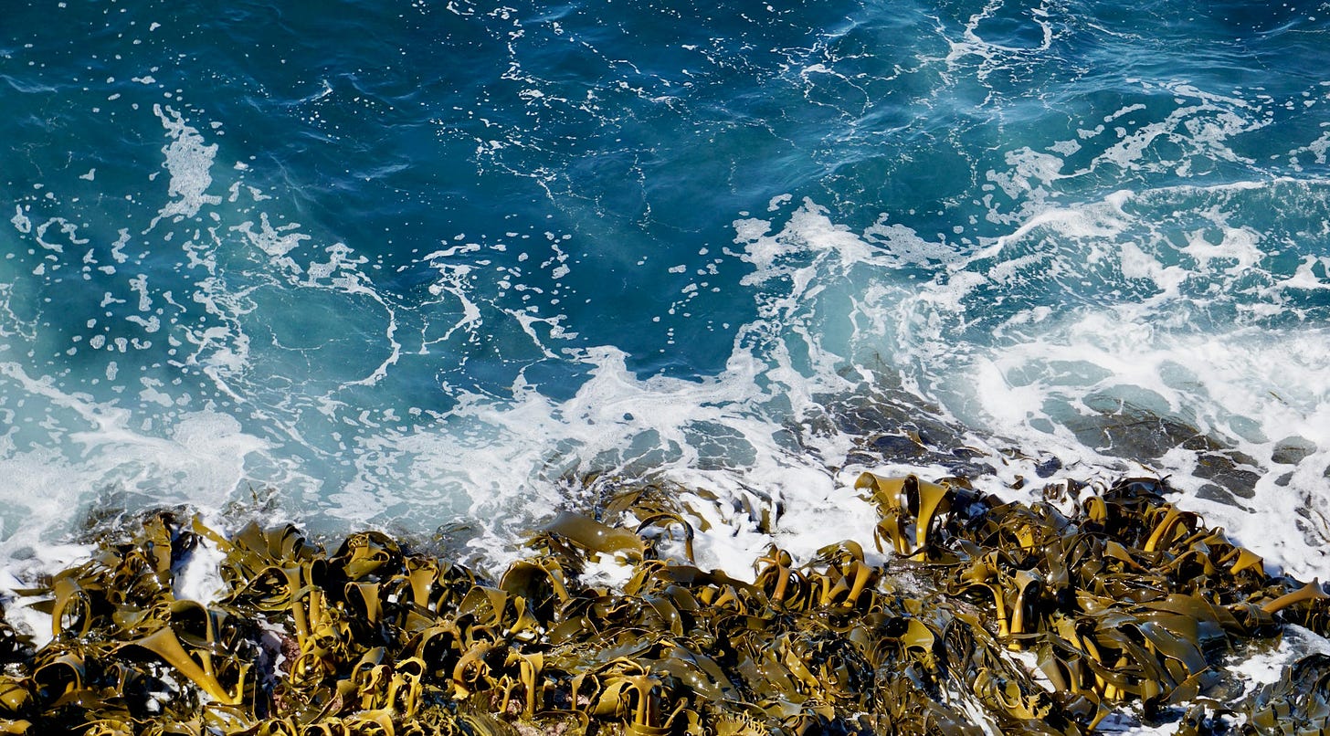 Ocean waves and beach with kelp.