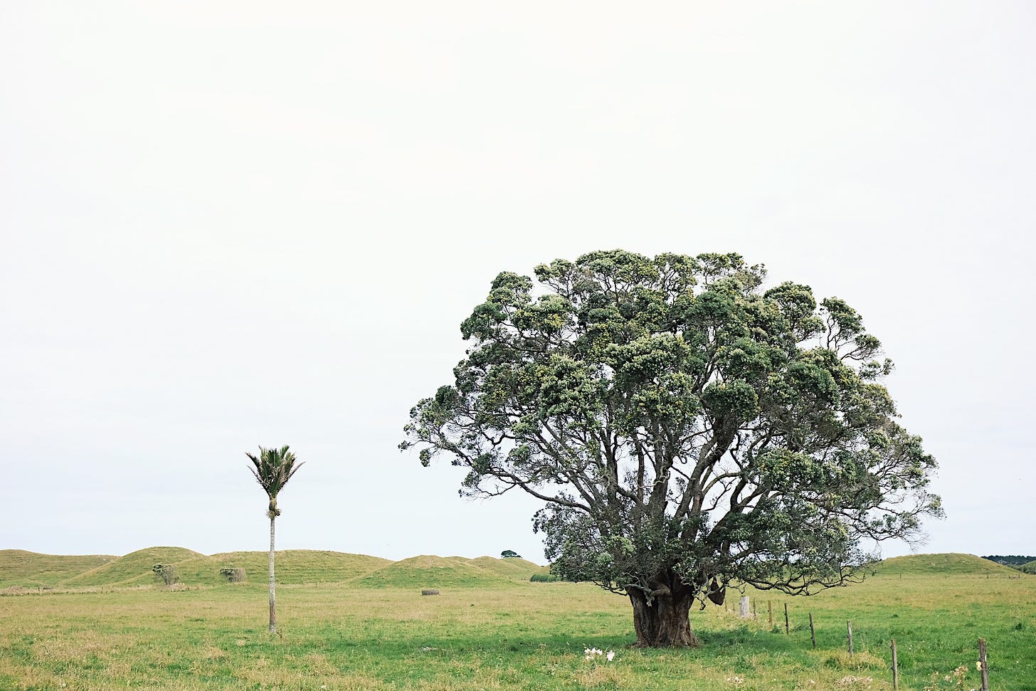Against an overcast sky a single tī kouka (cabbage tree) stands next to a single pōhutukawa tree. The trees are alone in a green field with small hummocks. The location is near Parihaka, Taranaki