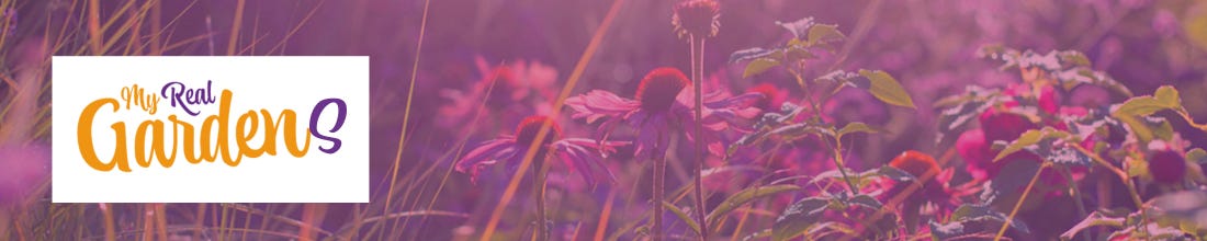 My Real Gardens banner image Echinacea Substack