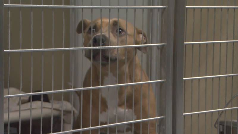 Richmond Animal Care and Control greenlights Christmas foster program