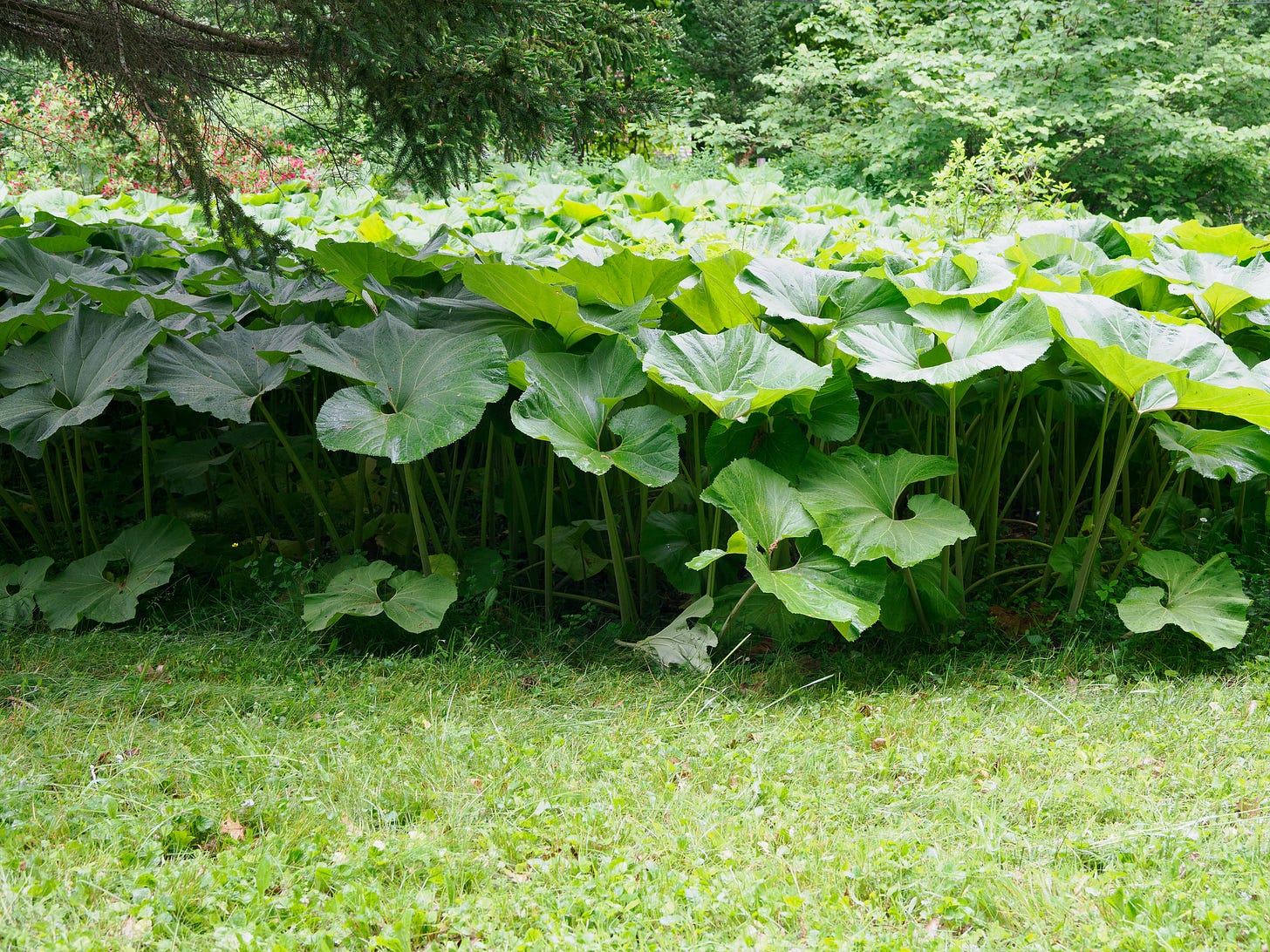 Japanese Butterbur