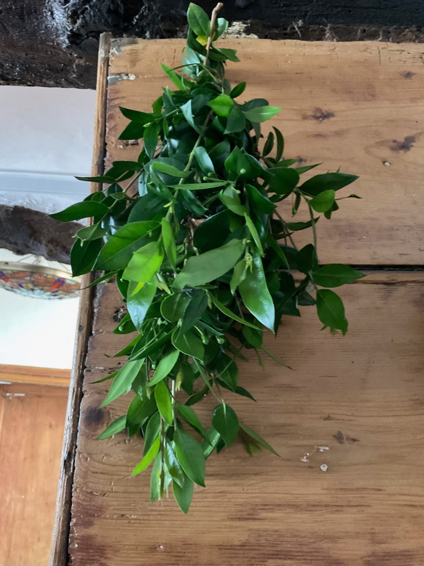 Bunch of leafy myrtle stems hanging from ceiling