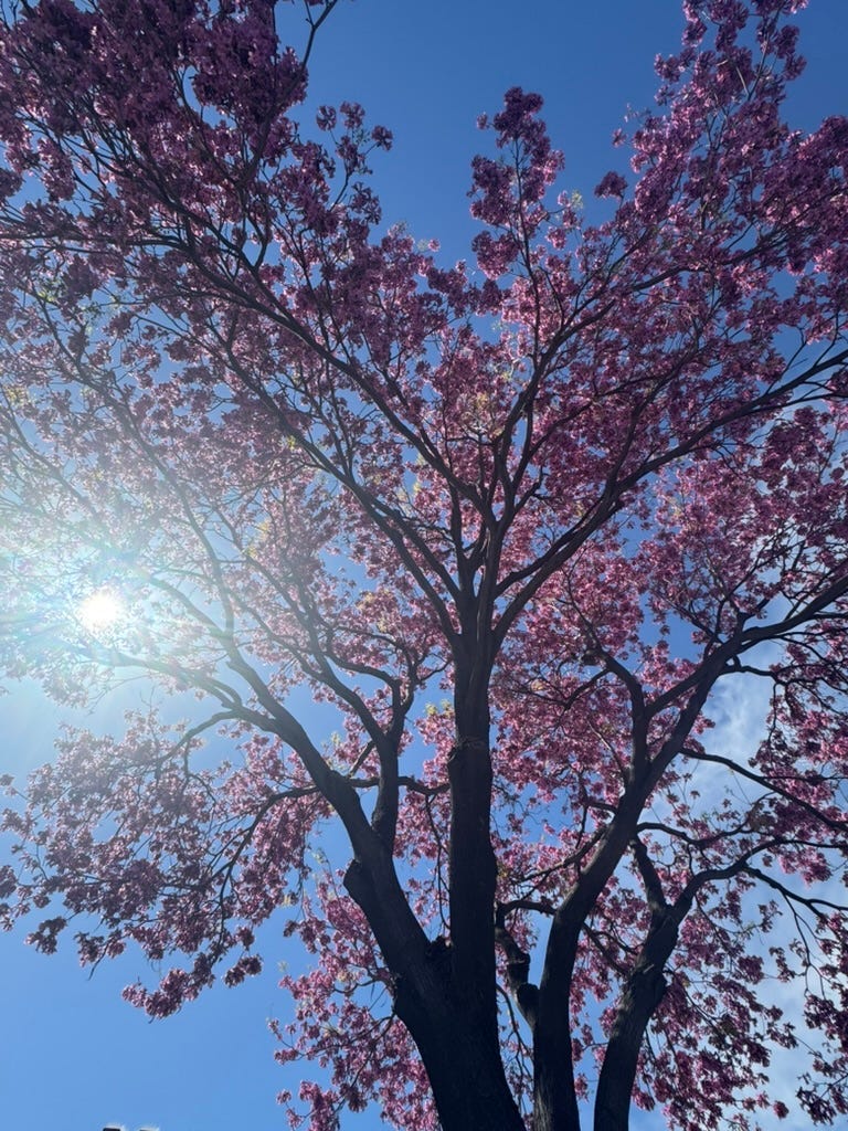 Just a pretty picture of a tree I took that has healing vibes.