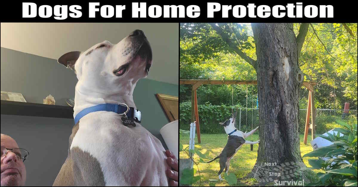 You are currently viewing Dogs For Home Protection – And A Personal Story