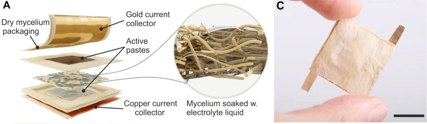 Figure extraite de l'article scientifique sur les batteries à base de mycelium : (A) les différentes couches de matériaux, (C) une photo de batterie = un carré couleur chair de 2cm de côté