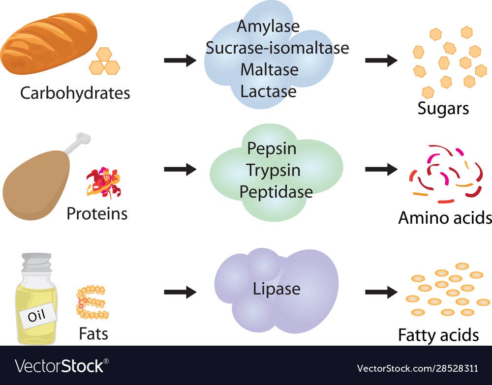 Enzymes braking down food into nutrients Vector Image