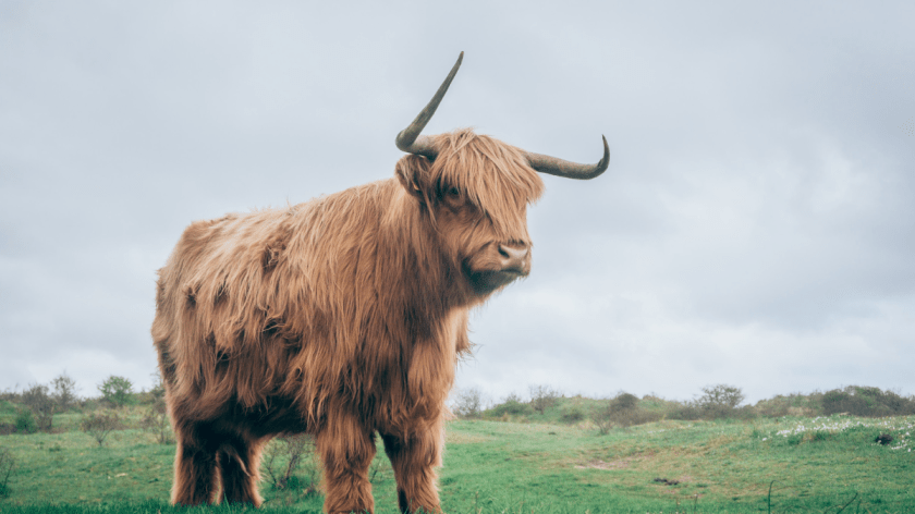 How Much Does a Highland Coo Weigh?