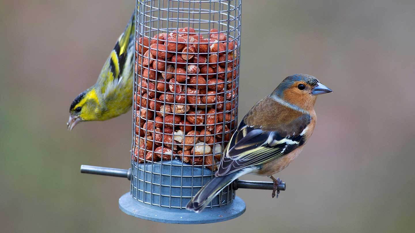 10 Garden Birds to Spot on Your Bird Feeder - Woodland Trust