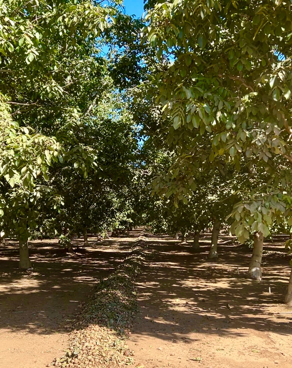 An image of dozens of walnuts trees in the Barton Ranch orchard in California, with dappled shadows cast by bright sunshine on the ground between the trees