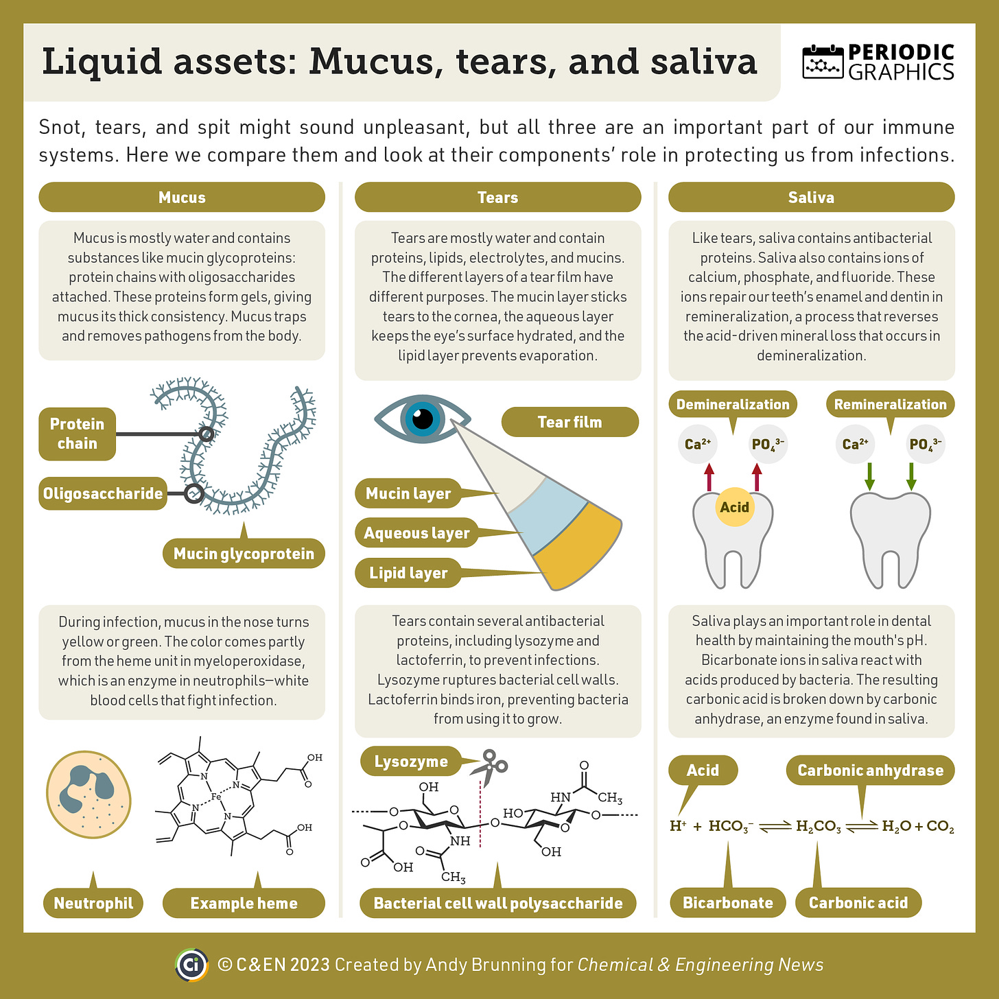 An infographic describes the chemistry of mucus, tears, and saliva. The leftmost third describes the components of mucus, the middle third describes the components of tears, and the rightmost third describes the components of saliva.