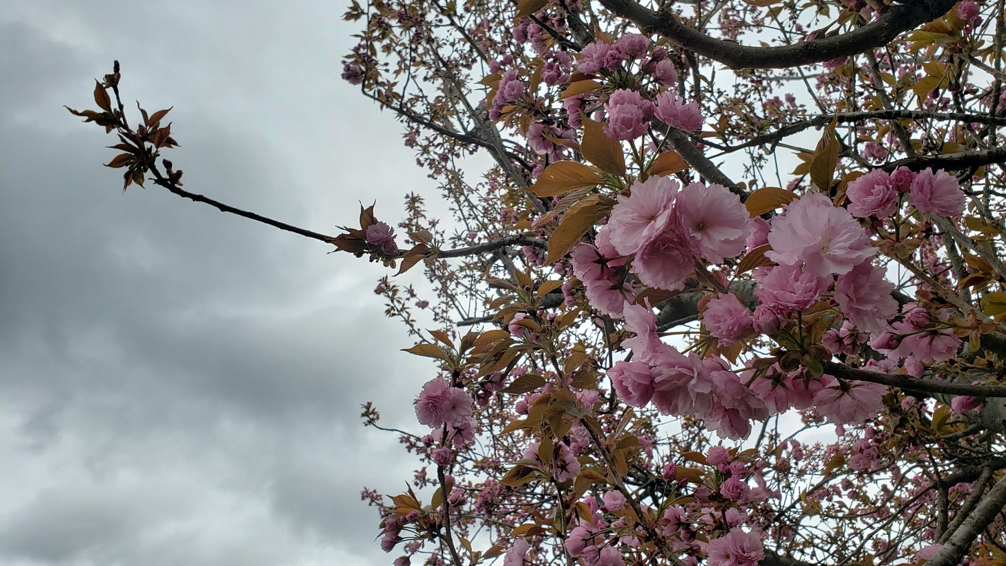 A pink Japanese cherry tree blossoms in the right and foreground; in the background rainclouds swirl blue-grey.
