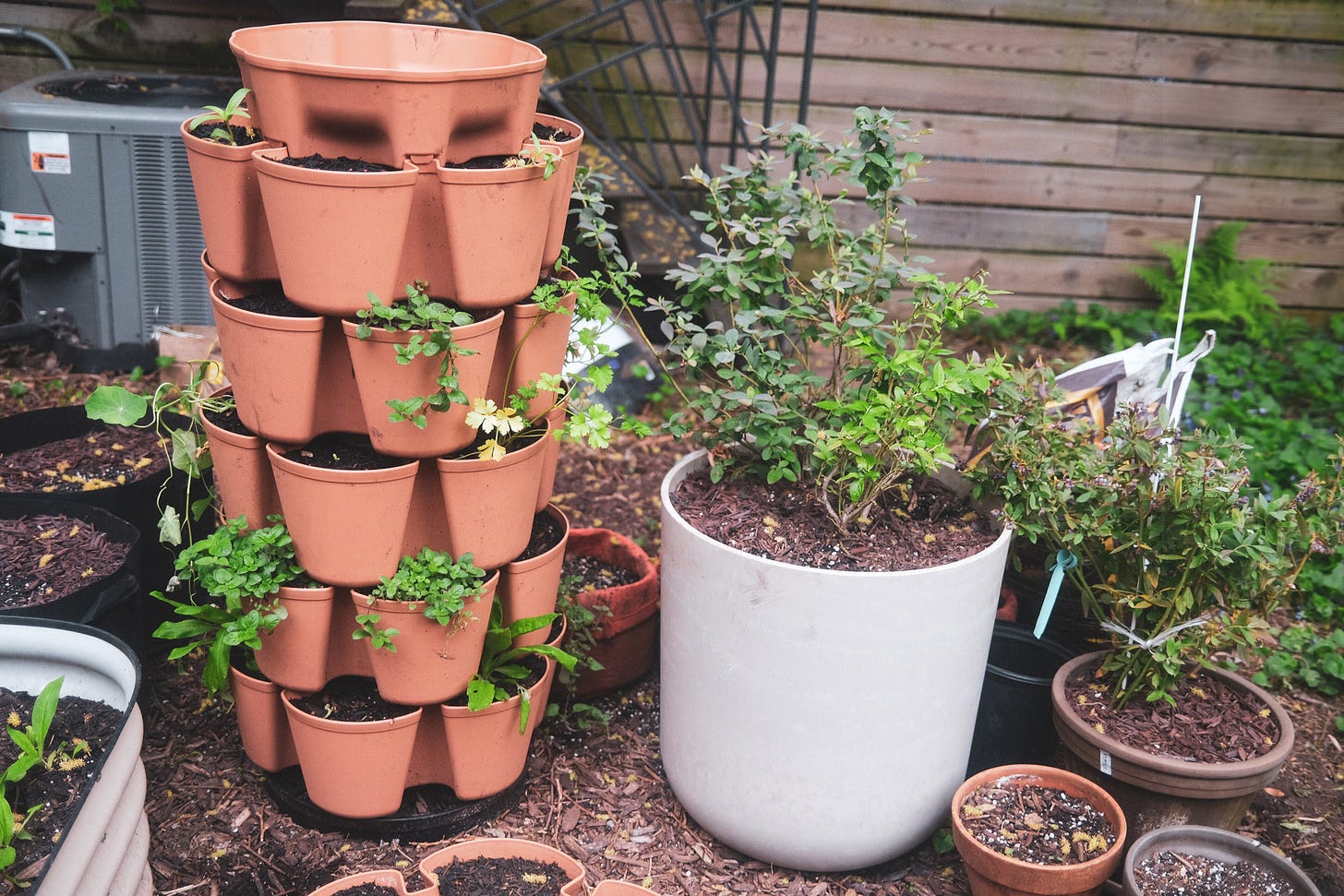 Vertical planter in backyard, next to blueberry bushes in pots.