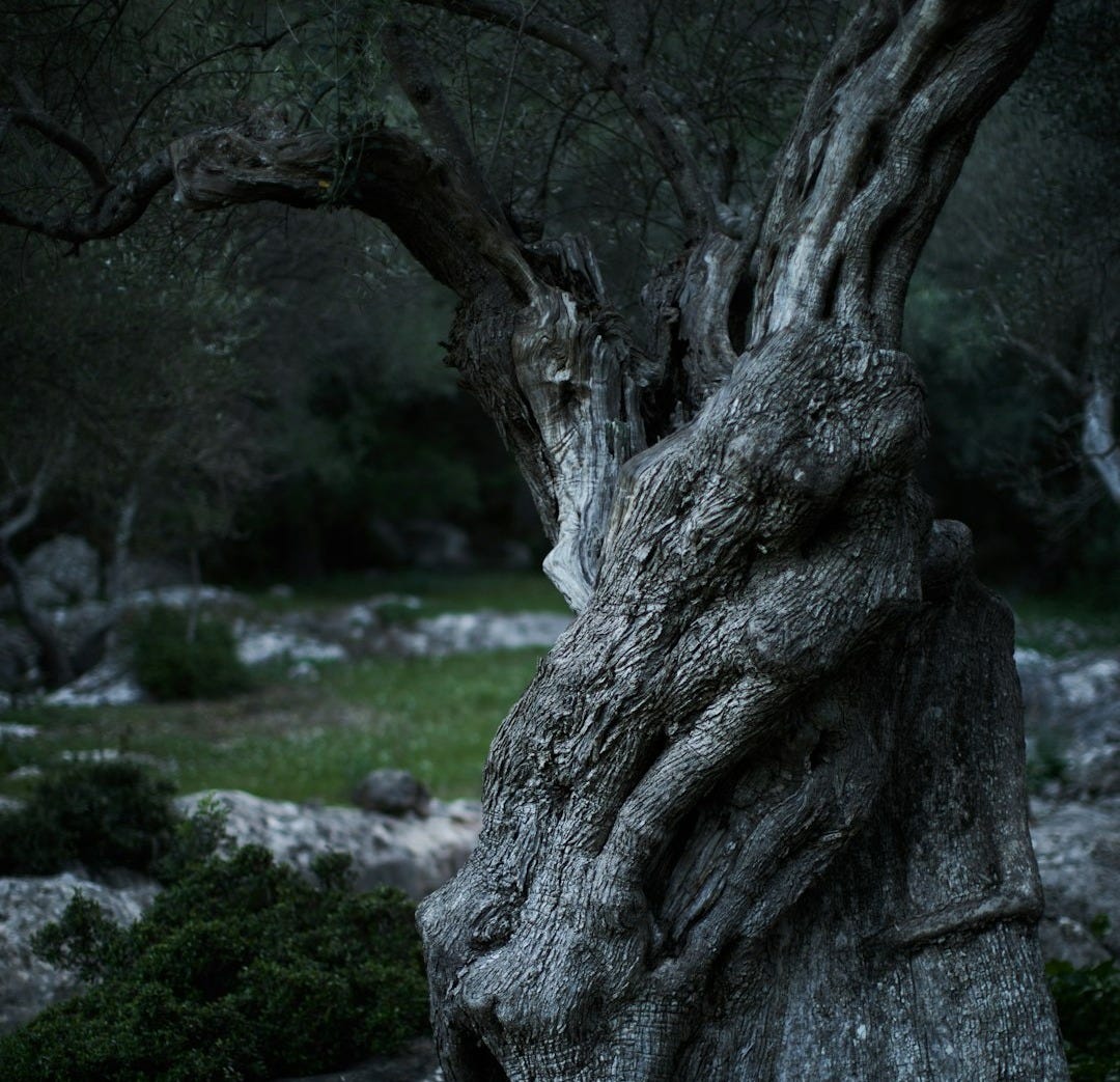 leafless tree surrounded by grass