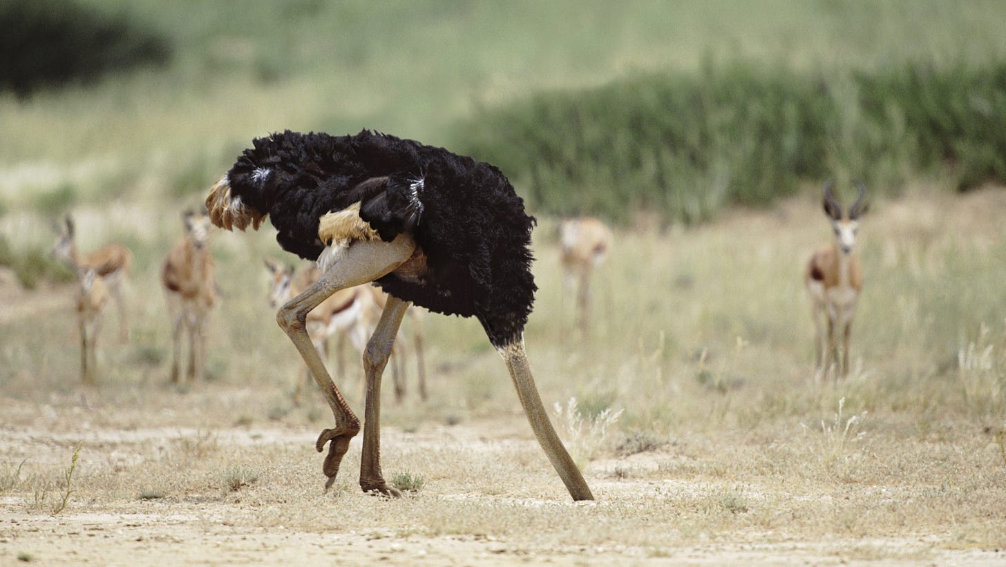 Do ostriches really bury their head in the sand? - BBC Science Focus  Magazine