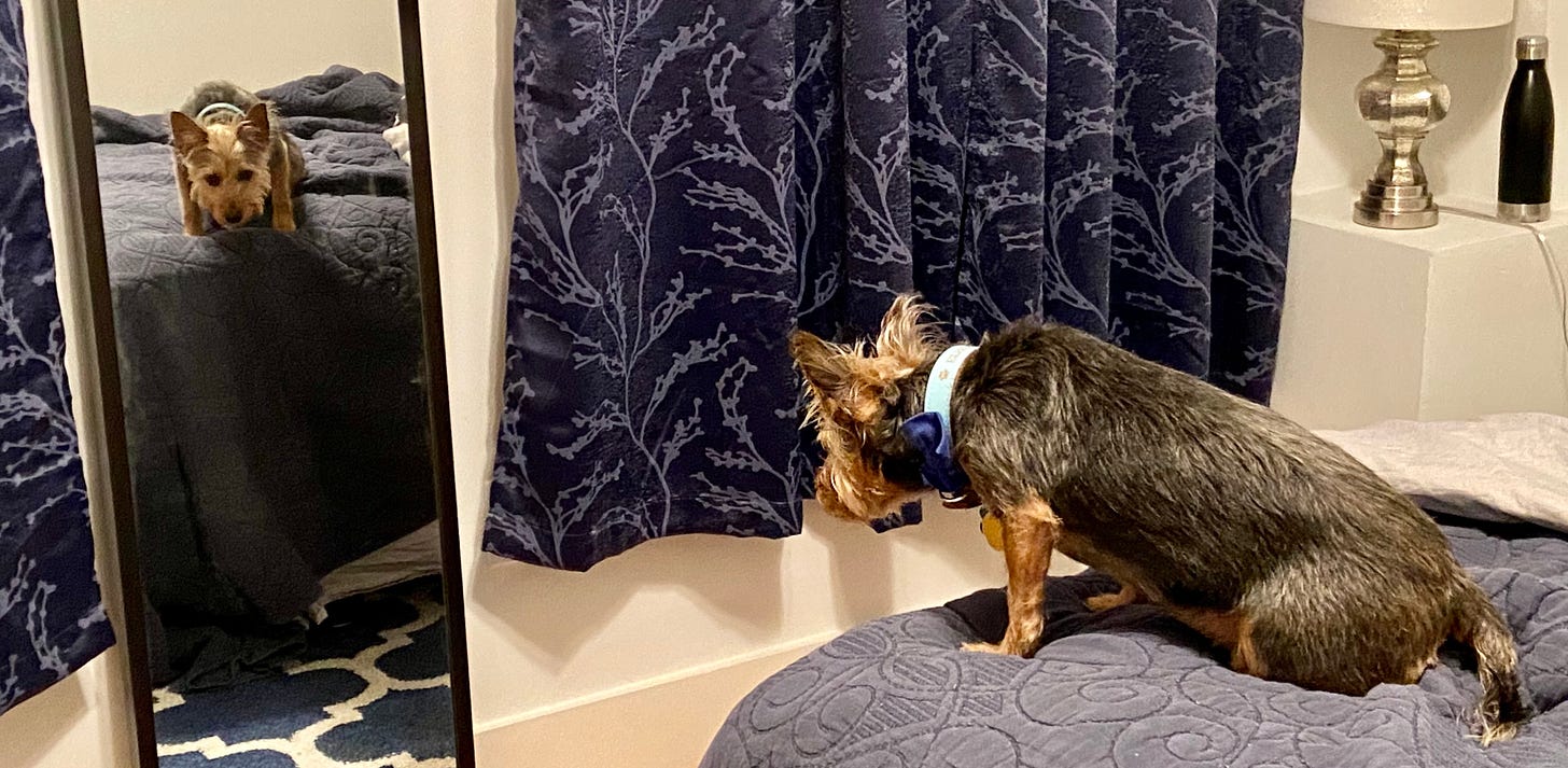 A small terrier sitting on the corner of a bed staring at her reflection in a mirror