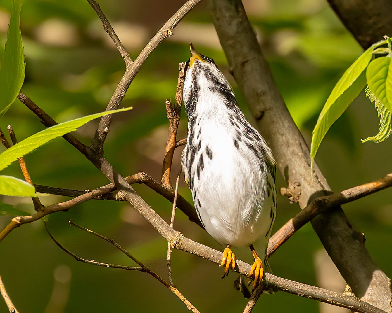 A blackpoll warbler sits in a tree looking up. You can see his speckled chest and bright orange feet.