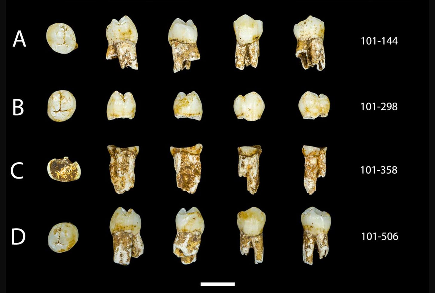 Four third mandibular premolars in five orientations with labels and scale bar