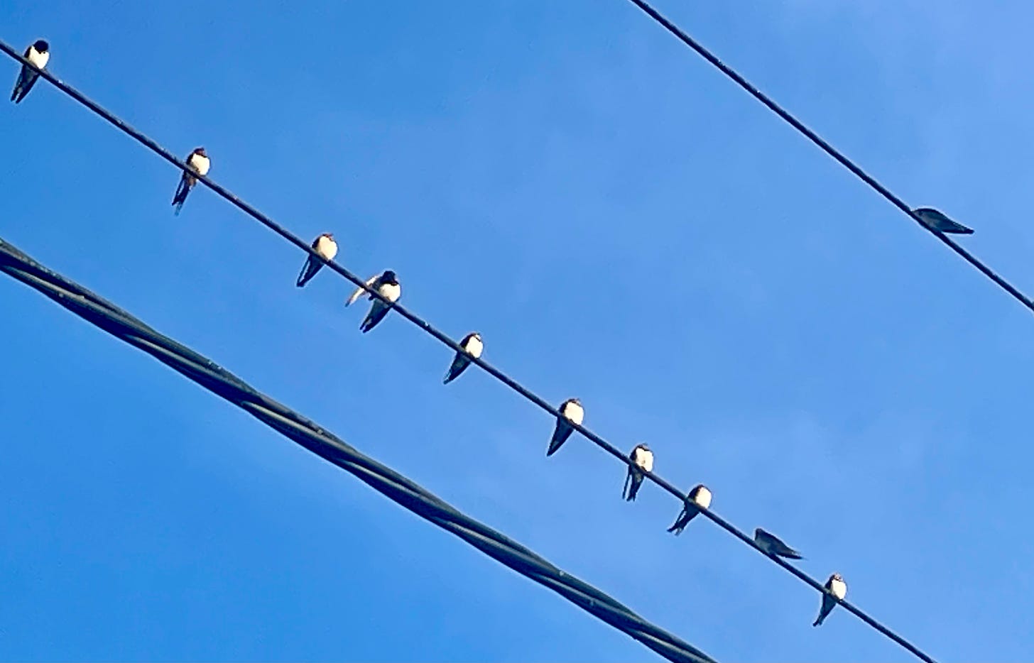 Swallows perched on a cable