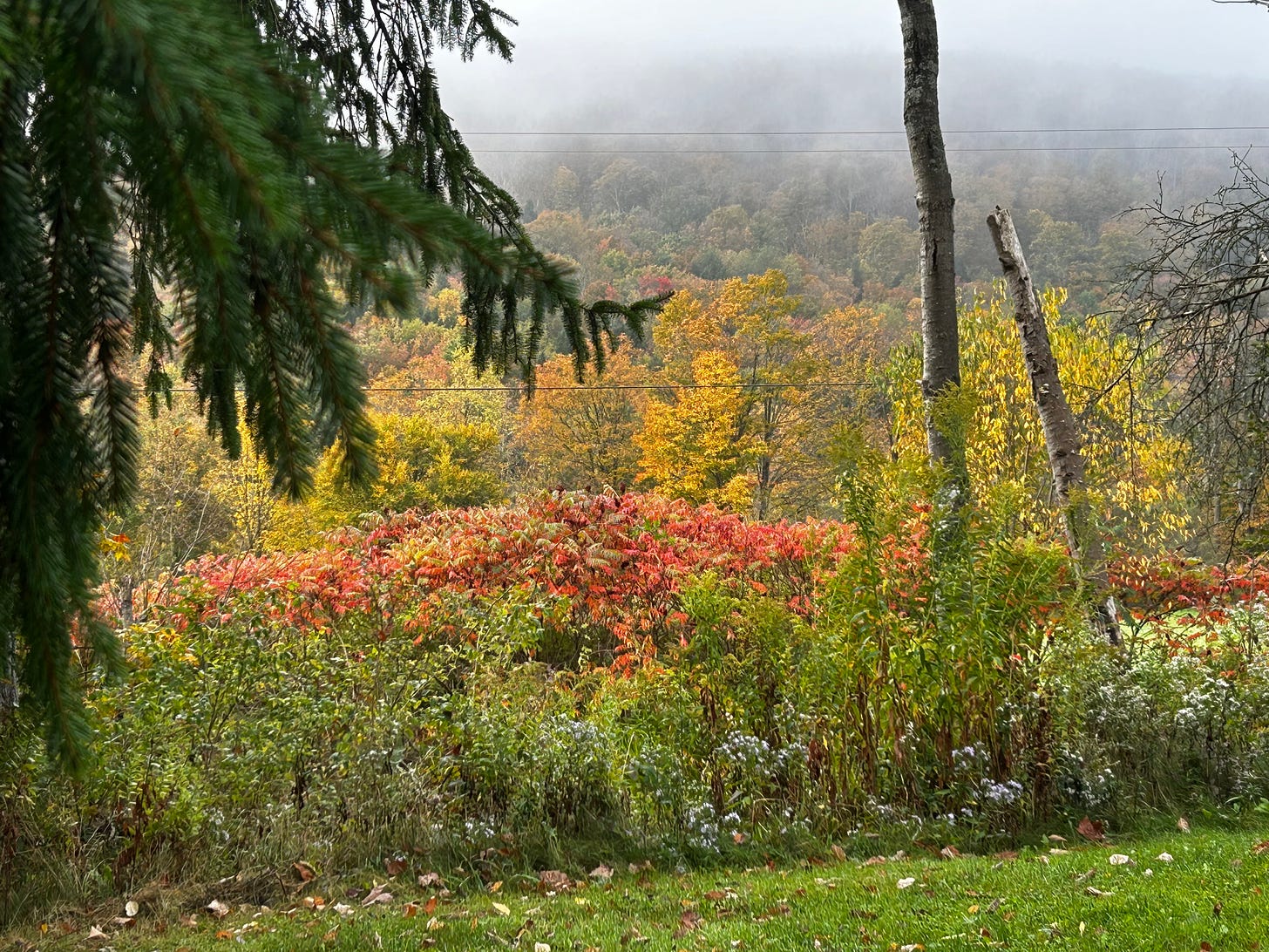 Pine boughs form left border of a shot of a hillside layered in color. Green at the bottom, then lighter, then red sumac bushes, then yellow and orange foliage, more green higher, vanishing into a blanket of mist at the top