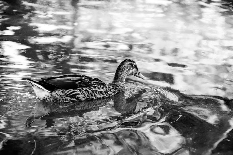 Monochrome photo of a duck reflected in the multi-shaded ripples of a pond