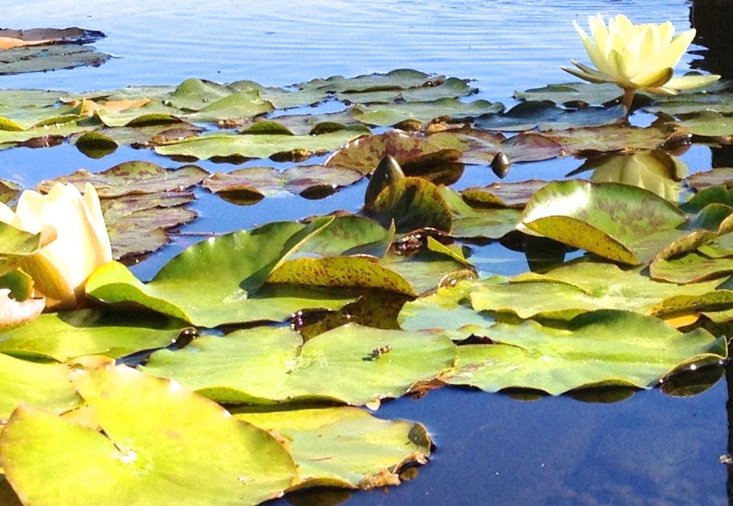 Lily Pads. Copyrighted by Mark Tulin