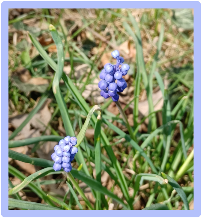 close up of small purple flowers in grass