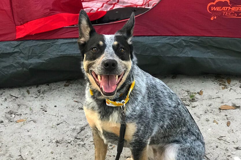 Scout the blue heeler sitting outside a tent while camping, wearing her martingale collar and nylon leash