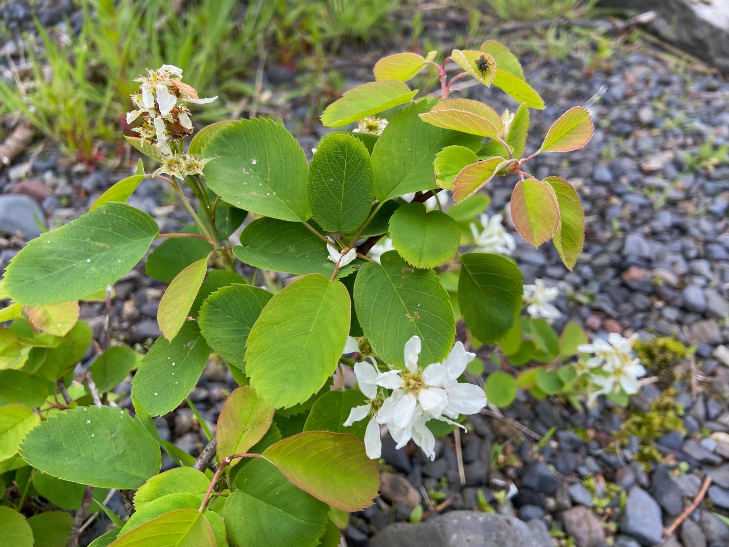 A lowgrowing juneberry in flower in Iceland