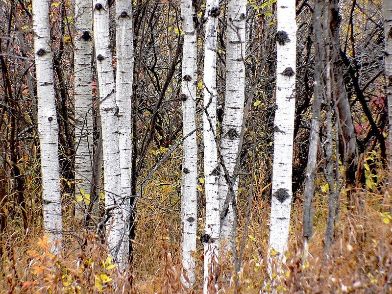 Birch Trees Photos Images | Free Photos, PNG Stickers, Wallpapers &  Backgrounds - rawpixel