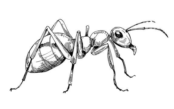 Ant Drawing Images – Browse 57,825 Stock Photos, Vectors, and Video | Adobe  Stock