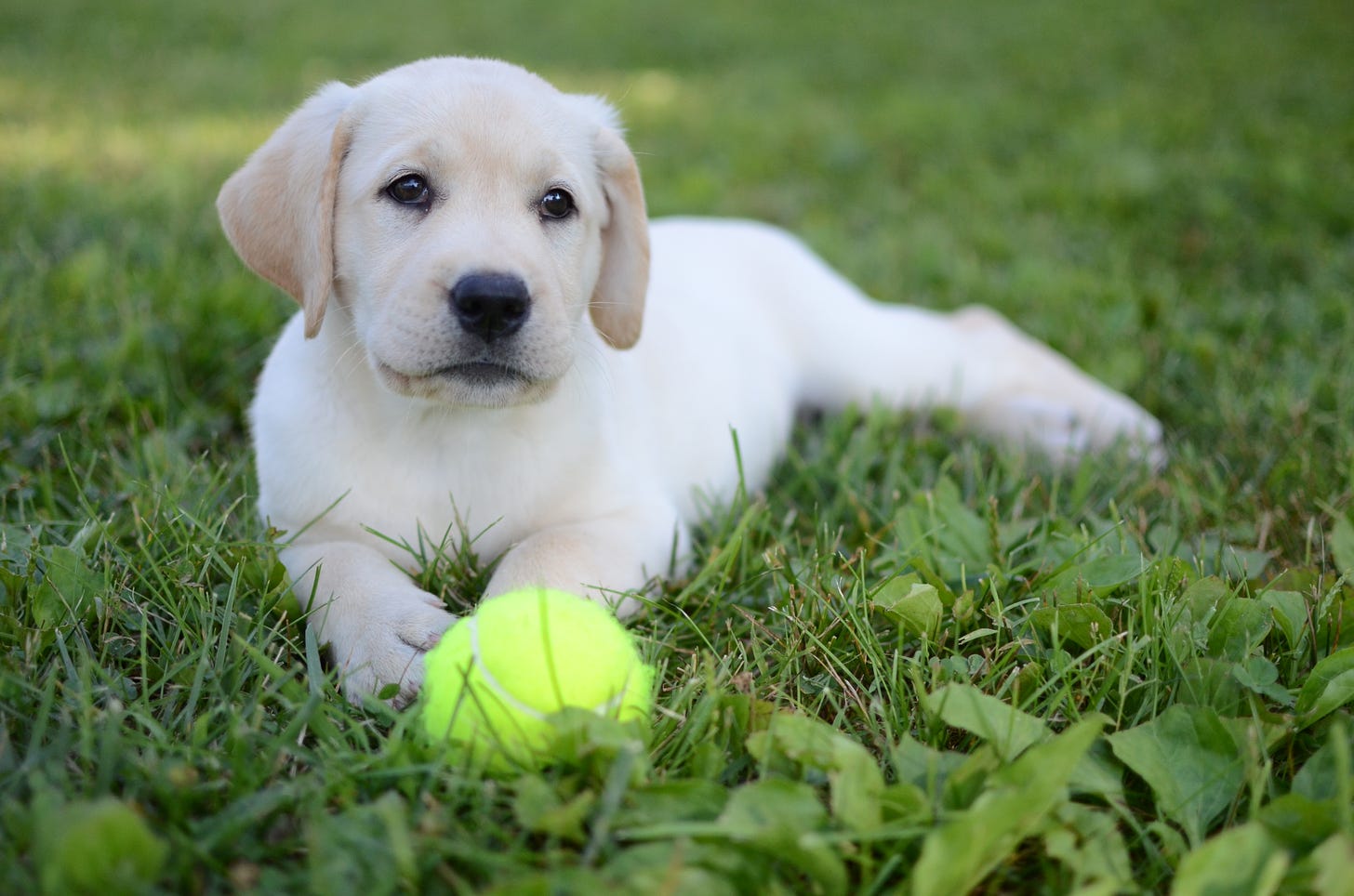 A small yellow Labrador retriever puppy lays in the grass with a tennis ball in front of her. 