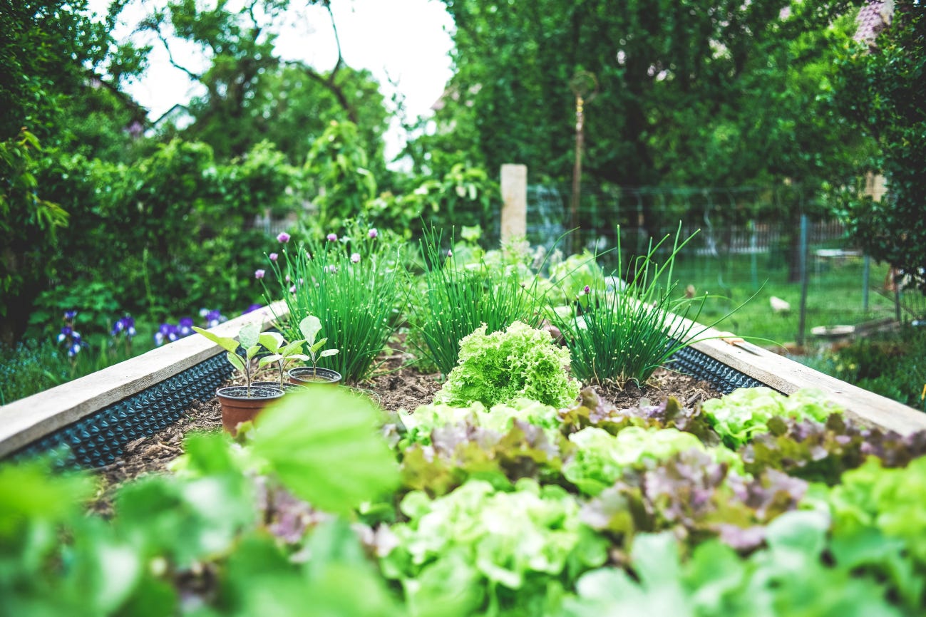 Lush backyard garden with vegetables and herbs in front, deep blue flowers on one side, and other plants.