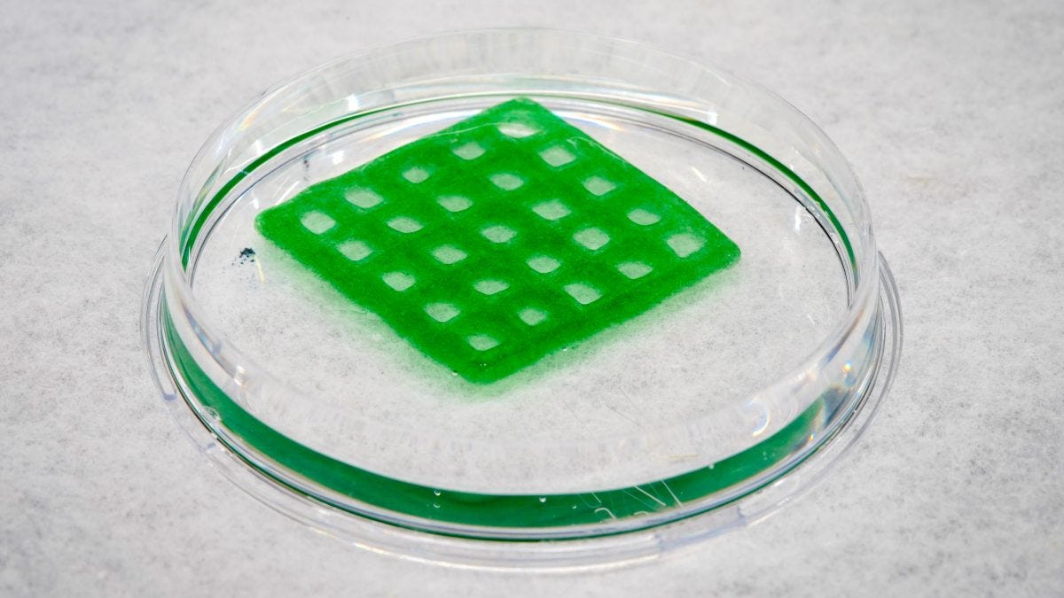 green grid in petri dish