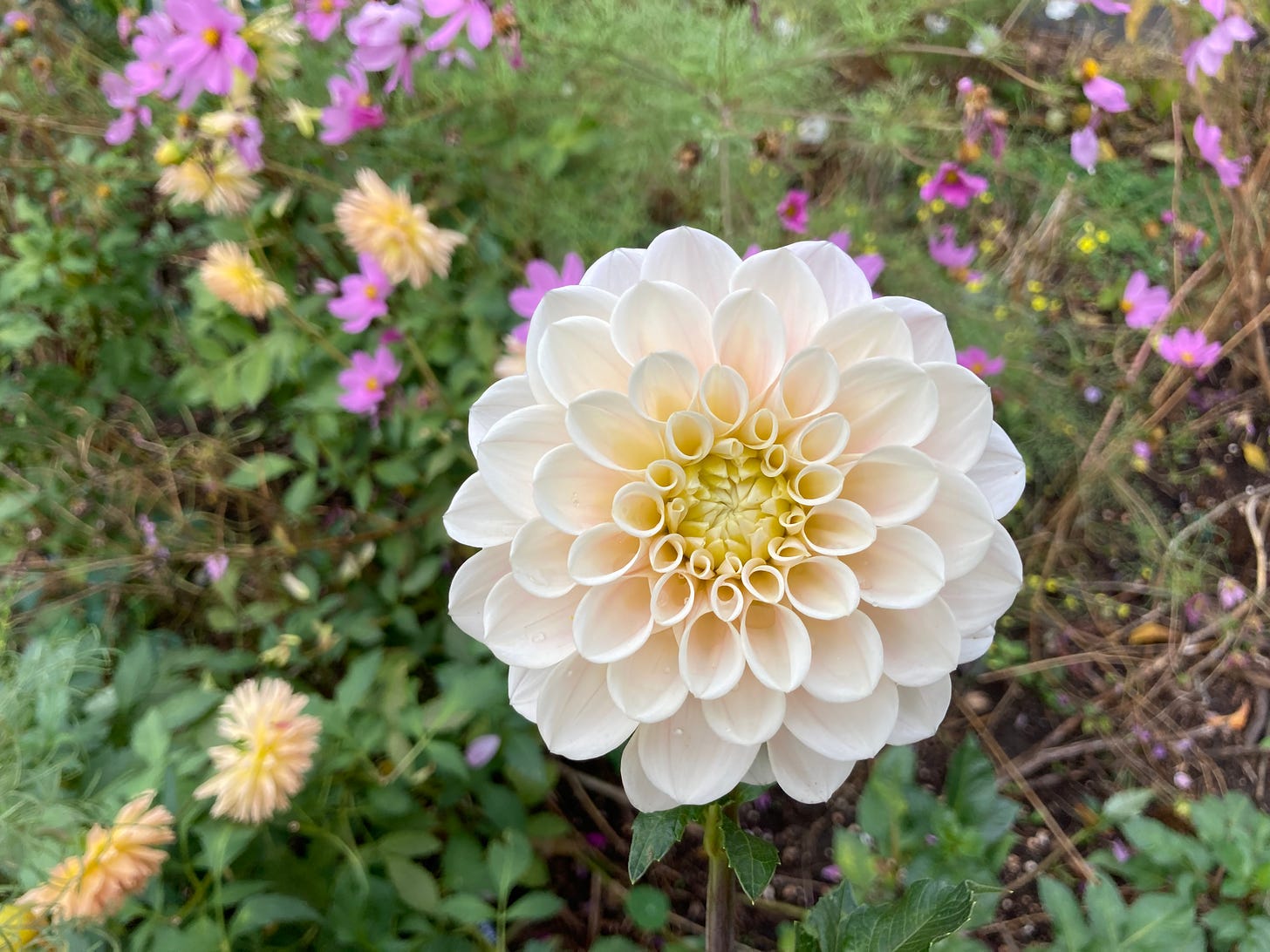A waterlily shaped dahlia in shades of honey and light pink fading to white. The background is a wild tangle of peach dahlias and pink cosmos. 