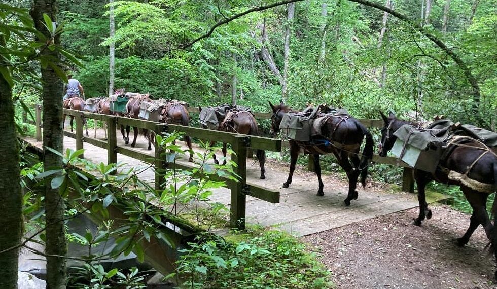 Mountain Mules Are Bringing Hope to Appalachia – Garden & Gun