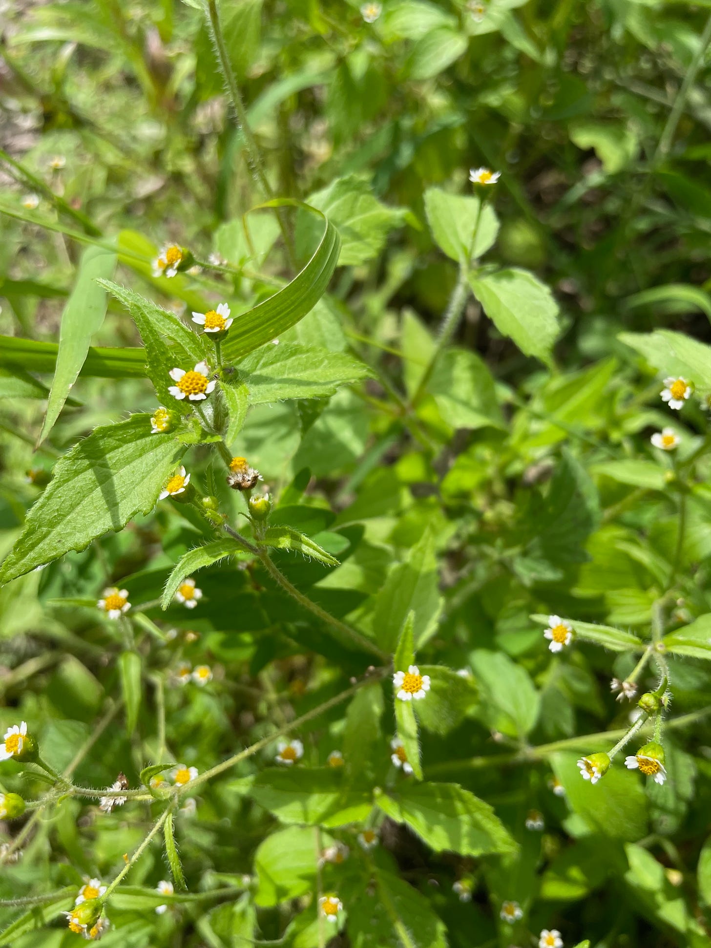 Galinsoga, quickweed at first glance 