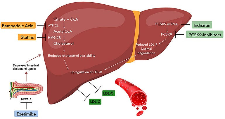A diagram that shows how different classes of drugs (Statins, PCSK9 inhibitors, etc.) interact with different parts of the cholesterol.