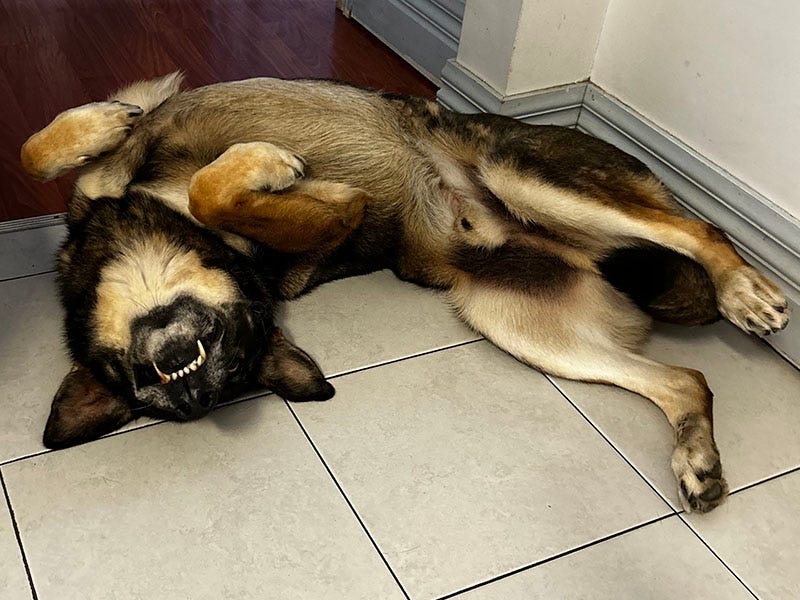 A dog flipped on its back, holding a silly pose.