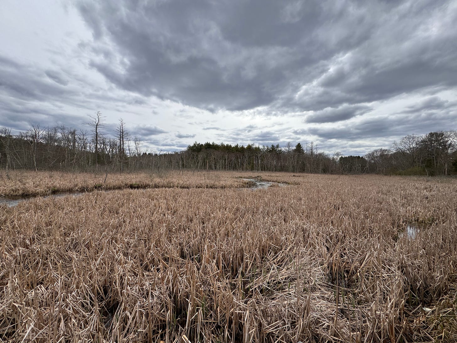 A landscape photo of a New England marsh, the reeds still wintry-brown and against a brooding gray sky.