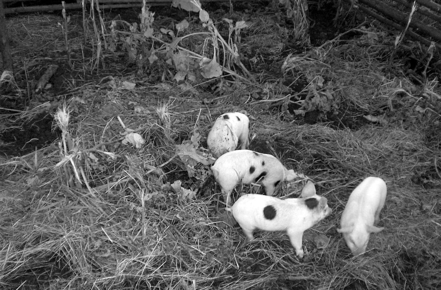 Piglets rooting around a pasture in a field.