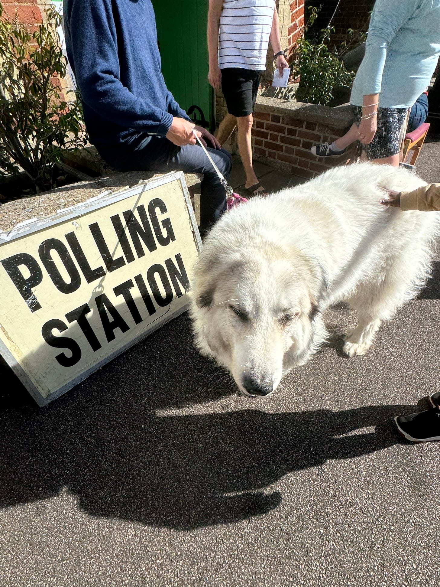 A large white dog at a Polling Station sign