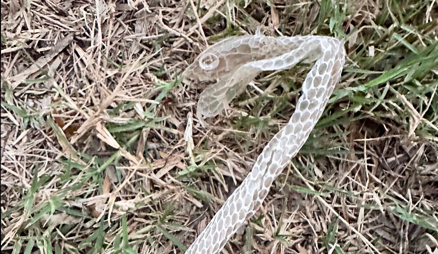 Molted snakeskin, likely a rattlesnake.