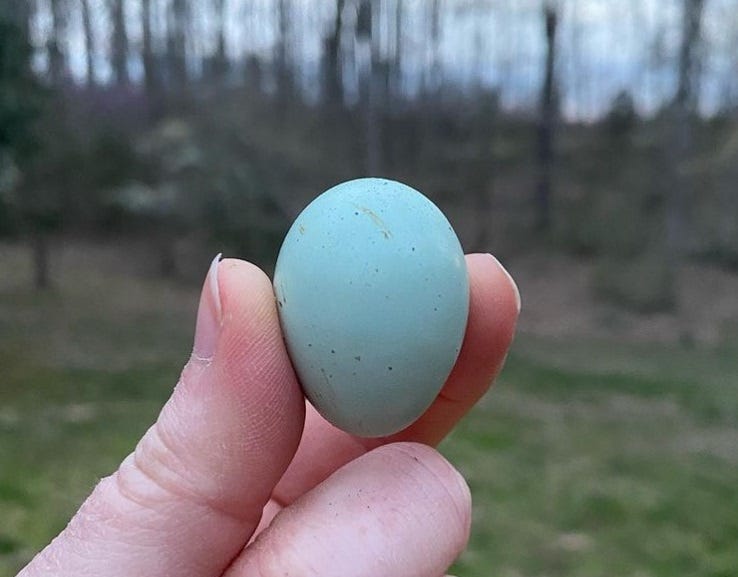 a blue quail egg held in a hand with a forest in the background