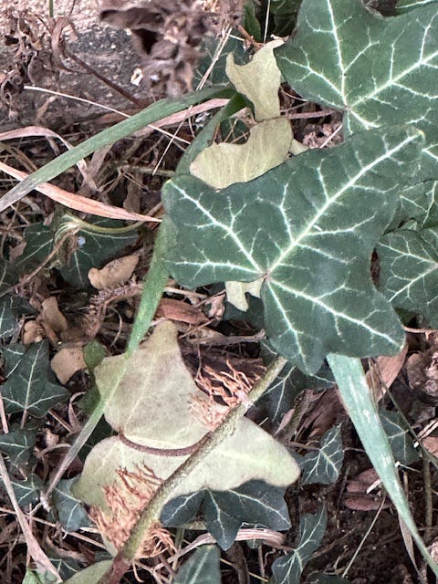 english ivy leaves, lighter underside contrasted with the dark green upper side. 