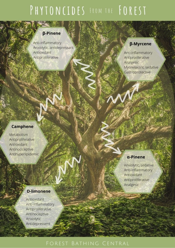 Phytoncides: The Science Behind Forest Bathing Benefits - Forest Bathing Central in 2023 ...