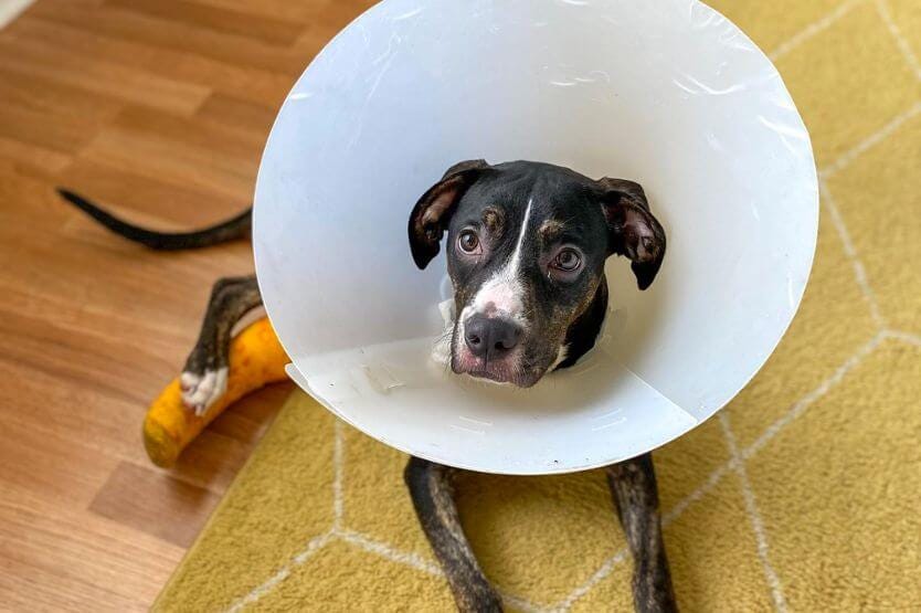 A black mixed breed puppy lies on a yellow rug while wearing a plastic cone collar and a leg splint