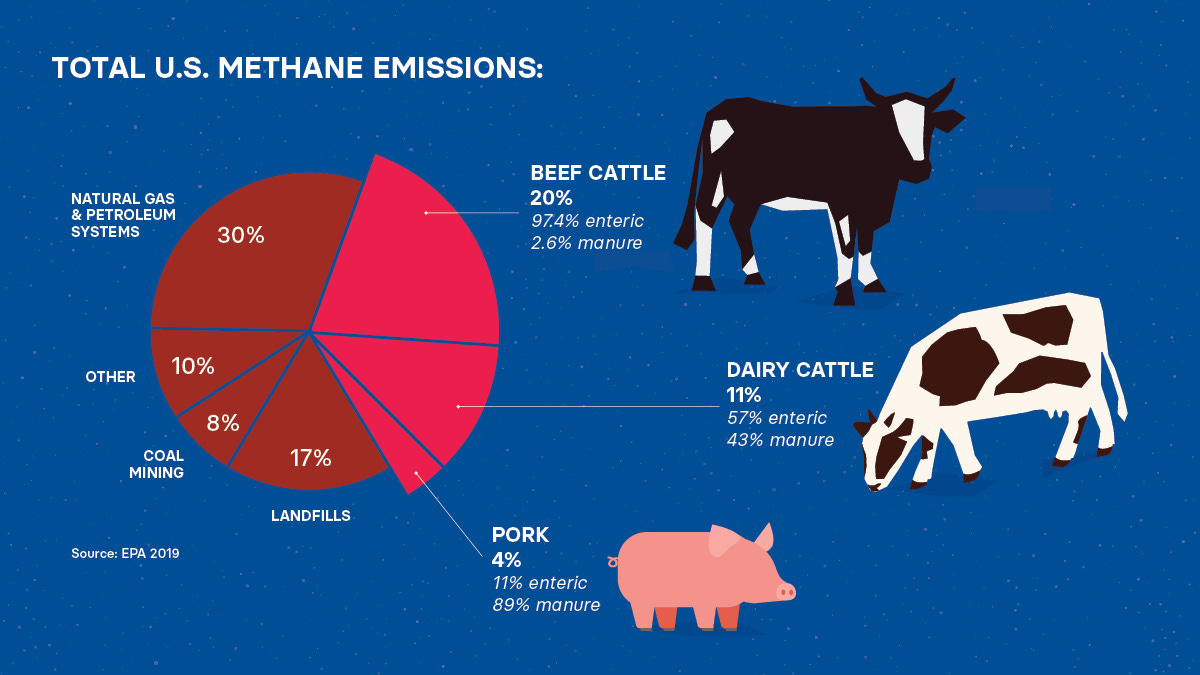 EDF+Business on X: "How does livestock production contribute to U.S. methane  emissions? Livestock is responsible for around 35% of total emissions. This  industry has a big opportunity to reduce global warming, fast.